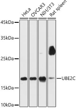 UBE2C Antibody