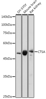 CTSA Antibody