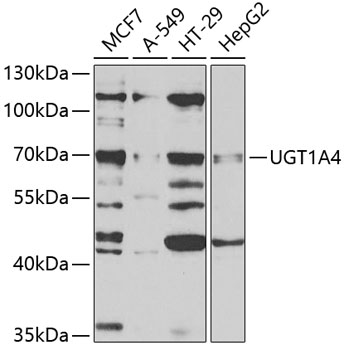 UGT1A4 Antibody