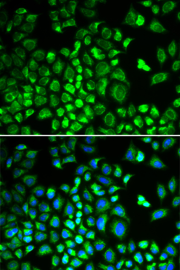 HAX1 Antibody