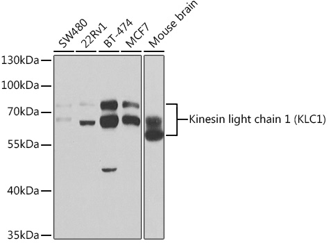 KLC1 Antibody