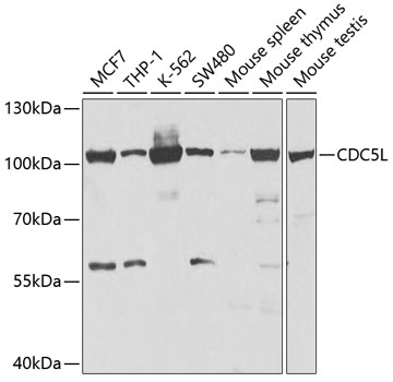 CDC5L Antibody