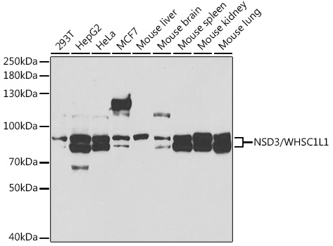 WHSC1L1 Antibody