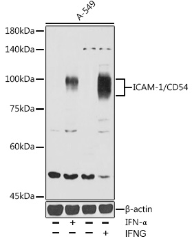 ICAM1 Antibody