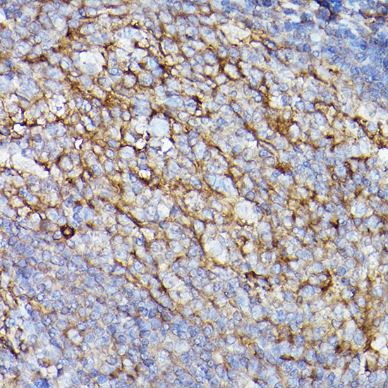 ICAM1 Antibody