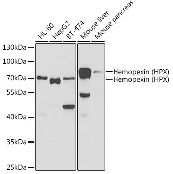 HPX Antibody