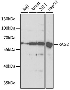 RAG2 Antibody