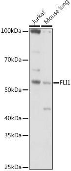 FLI1 Antibody