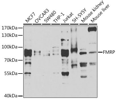 FMR1 Antibody