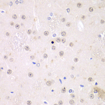 FMR1 Antibody