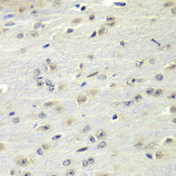 FMR1 Antibody