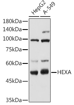 HEXA Antibody