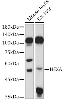 HEXA Antibody