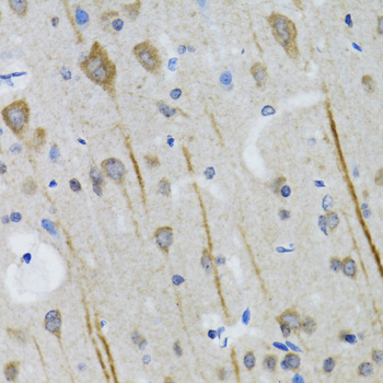 HTR3A Antibody