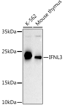 IL28B Antibody