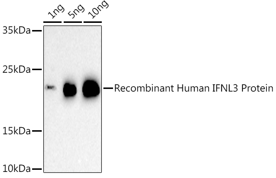 IL28B Antibody