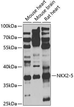 NKX2-5 Antibody