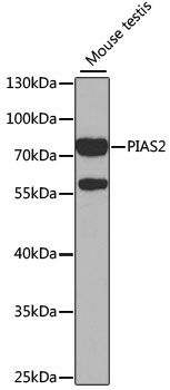 PIAS2 Antibody