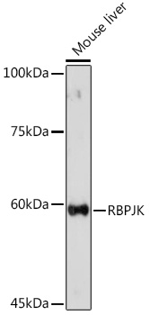 RBPJ Antibody