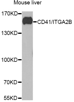 ITGA2B Antibody