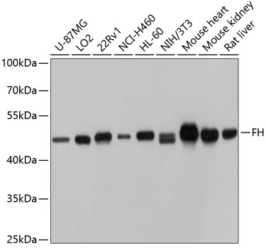 FH Antibody