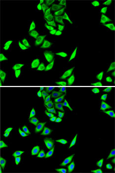 FH Antibody