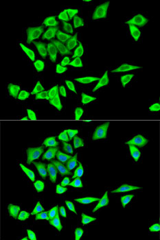 GRB2 Antibody