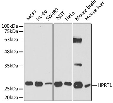 HPRT1 Antibody