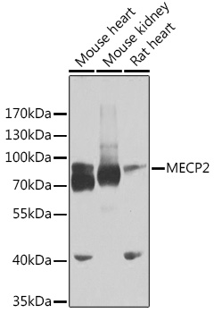 MECP2 Antibody