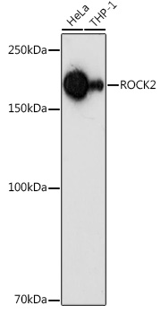 ROCK2 Antibody