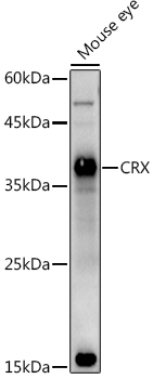 CRX Antibody