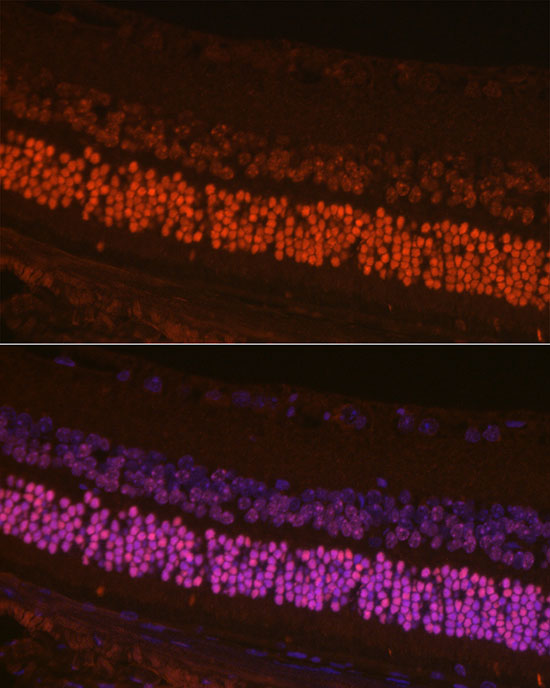 CRX Antibody