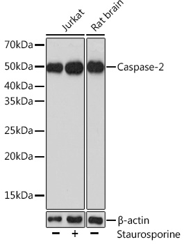 CASP2 Antibody