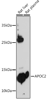 APOC2 antibody