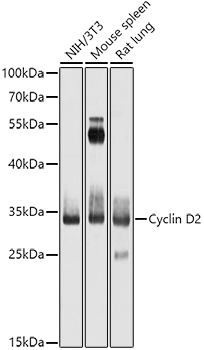 CCND2 antibody