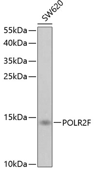 POLR2F antibody