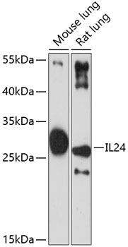 IL24 antibody