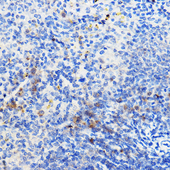 IL24 antibody