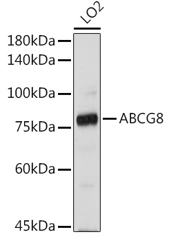 ABCG8 antibody