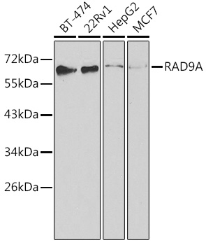 RAD9A antibody