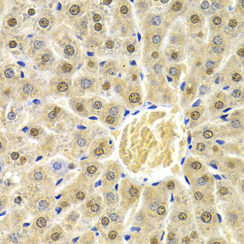 RAD9A antibody