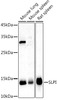 SLPI antibody