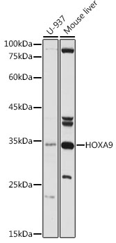 HOXA9 antibody