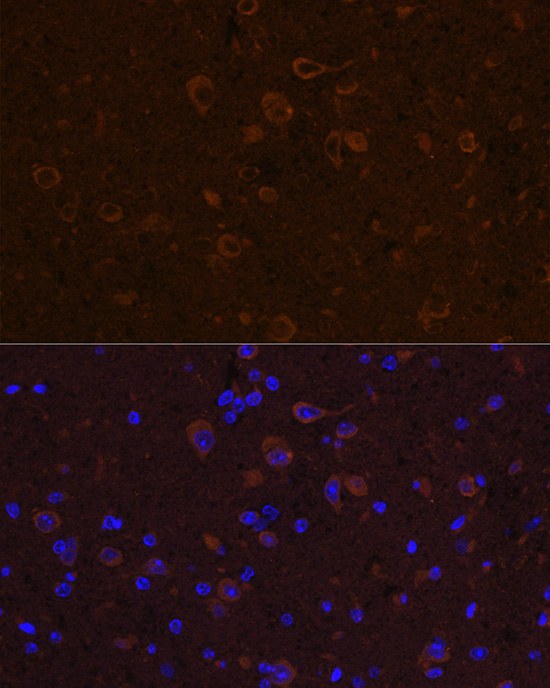 CNTF antibody