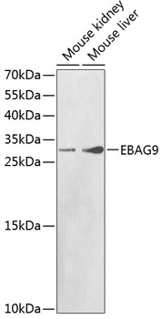 EBAG9 antibody