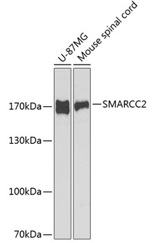 SMARCC2 antibody