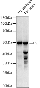 DST antibody