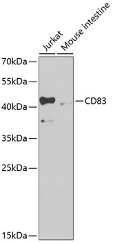 CD83 antibody