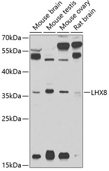 LHX8 antibody