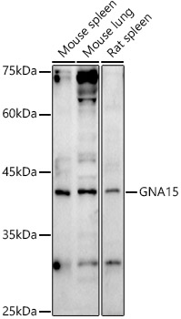 GNA15 antibody